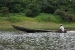amazon 274