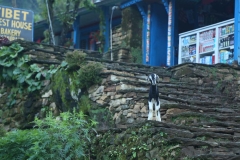 annapurna day 1_20150901_5576