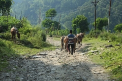 annapurna final days_20150910_9559