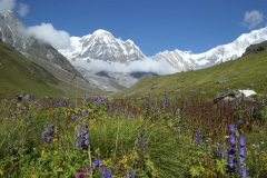 annapurna trekking_20150905_6938