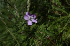 annapurna trekking_20150905_6986