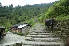 annapurna trekking_20150906_6777