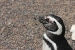 Penguins 041.jpg