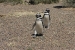 Penguins 047.jpg