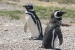 Penguins 066.jpg