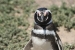 Penguins 106.jpg