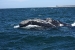 Puerto Madryn 129.jpg