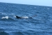 Puerto Madryn 163.jpg