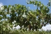 mendoza 057.jpg
