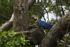 thumb_20160521_Bonito Araras_0270_1024
