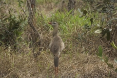 thumb_20160521_Bonito Araras_0391_1024