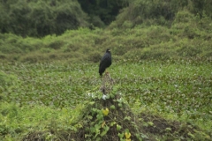 thumb_20160522_Fazenda san fransisco day 1 2_0539_1024