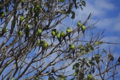 thumb_20160523_Fazenda San Fransisco day 2_0104_1024