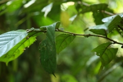 GUNUNG MULU NP_20150624_6266