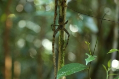GUNUNG MULU NP_20150624_6269