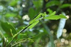 GUNUNG MULU NP_20150624_6279