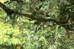 Gunung Mulu 2_20150625_6714