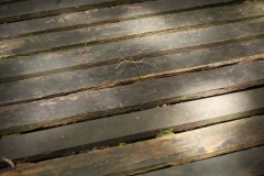 Gunung Mulu 2_20150625_6772