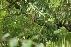 K river Sabah_20150619_5435