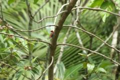 K river Sabah_20150619_5572