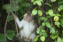 K river Sabah_20150619_5634