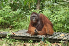 Orang Utans 2_20150609_0792