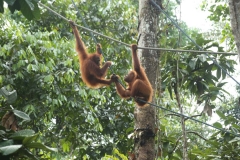 Orang Utans 2_20150609_0865