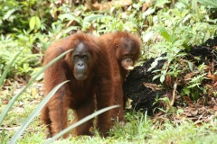 Orang Utans 2_20150609_1007