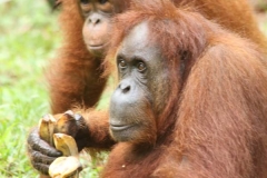 Orang Utans 2_20150609_1020