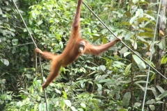 Orang utans Semengoggh_20150609_0329