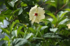 kinabatang river_20150620_5852