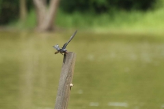 kinabatang river_20150620_5878