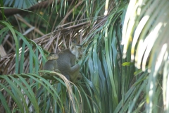 proboscos monkeys 2_20150611_2577