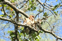 proboscos monkeys_20150611_2067