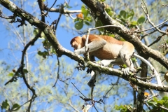 proboscos monkeys_20150611_2076