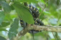 river kinabatanga 2_20150620_5941