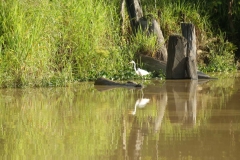 river kinabatanga 2_20150620_5950