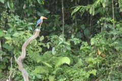 river kinabatanga 2_20150620_6007