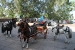 Feria de Matadores 192.jpg