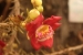 cambodia-2011-93