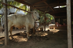 24Jan2015_Kerala Y Phnom Phen_2243