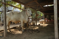24jan2015_kerala-y-phnom-phen_2243