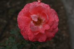 G85A9664