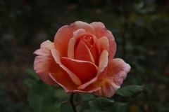 G85A9674