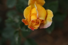 G85A9726