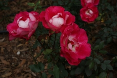 G85A9738
