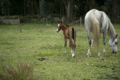 Cayambe_0008