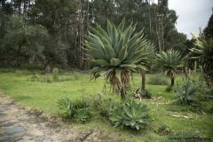 Cayambe_0342