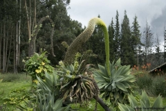 Cayambe_0349