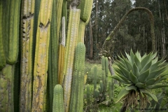 Cayambe_0352